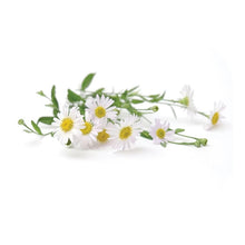 Load image into Gallery viewer, Famous brand oroaroma natural chamomile essential oil
