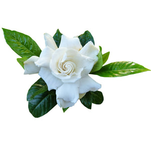 AKARZ Gardenia essential oil